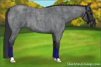 Horse Color:Blue Roan 