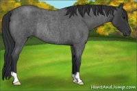 Horse Color:Blue Roan Rabicano