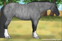 Horse Color:Blue Roan Rabicano 