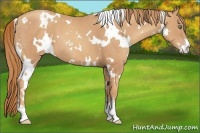 Horse Color:White Spotted Gold Champagne Sabino 