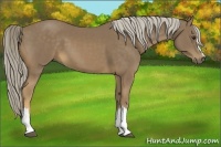 Horse Color:Chocolate Palomino 