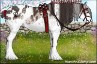 Horse Color:White Spotted Liver Chestnut Appaloosa 
