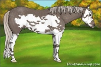 Horse Color:Silver Black Splash Frame