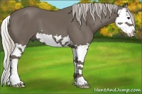 Horse Color:Silver Black Splash
