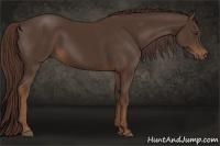 Horse Color:Liver Chestnut 