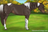Horse Color:Liver Chestnut Tobiano 