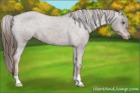 Horse Color:Liver Chestnut Appaloosa 
