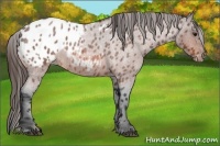 Horse Color:Bay Roan Appaloosa 