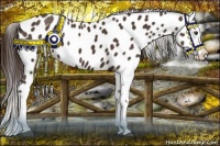Horse Color:Liver Chestnut Splash Appaloosa 