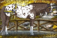 Horse Color:Liver Chestnut Sabino Appaloosa 