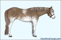 Horse Color:White Spotted Chocolate Palomino Sabino 