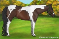 Horse Color:Bay Tobiano 