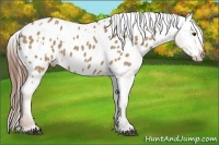 Horse Color:White Spotted Red Dun Appaloosa 