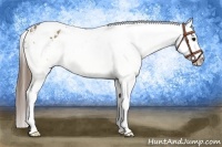 Horse Color:White Spotted Buckskin Dun Appaloosa