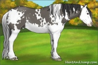 Horse Color:White Spotted Grullo Splash 