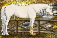 Horse Color:Cremello 