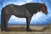 Horse Color:Black Rabicano 