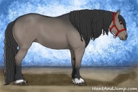 Horse Color:Grullo 