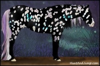 Horse Color:Watercolor Buckskin Onyx Appaloosa 