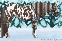 Horse Color:Liver Chestnut Appaloosa