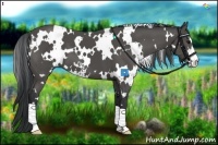Horse Color:White Spotted Black Sabino 
