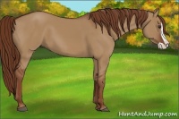 Horse Color:Red Dun Splash