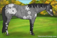 Horse Color:Blue Ice Roan 