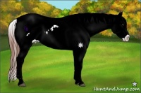 Horse Color:Bay Ice Appaloosa 