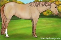 Horse Color:Red Dun