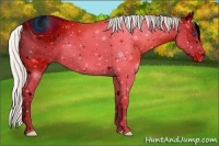 Horse Color:ERROR: UNKNOWN ANOMALY