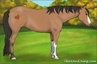 Horse Color:Buckskin 