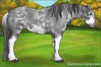 Horse Color:White Spotted Blue Roan Splash Frame Appaloosa 