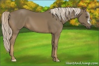 Horse Color:Chocolate Palomino 