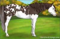 Horse Color:Liver Chestnut Sabino Splash Appaloosa 