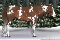 Horse Color:White Spotted Liver Chestnut Splash 