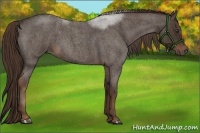 Horse Color:Liver Red Roan Sabino
