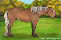 Horse Color:Silver Bay 