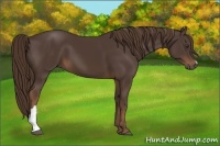 Horse Color:Liver Chestnut 