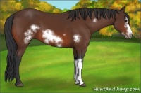 Horse Color:Bay Frame