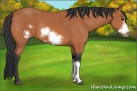 Horse Color:Bay Frame
