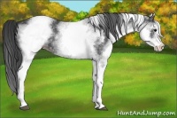Horse Color:White Spotted Black