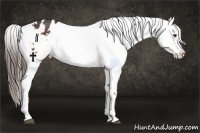 Horse Color:White Spotted Bay Appaloosa