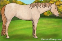 Horse Color:Gold Champagne Roan 