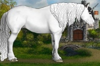 Horse Color:Grullo Splash Tobiano