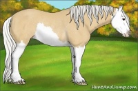 Horse Color:Silver Buckskin Splash Rabicano 