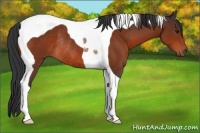 Horse Color:Bay Tobiano Rabicano 