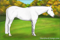 Horse Color:Gray Buckskin Roan Dun Appaloosa 