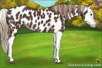 Horse Color:Liver Chestnut Splash Near Leopard 