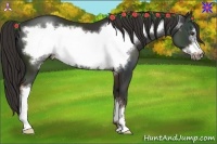 Horse Color:Liver Chestnut Frame 