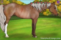Horse Color:Silver Bay Rabicano